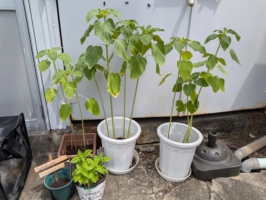 鉢植えのある庭  