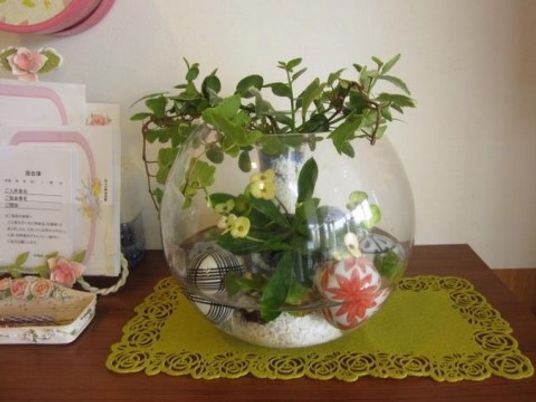 丸い瓶の観葉植物