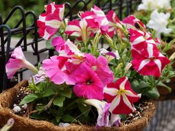 カラフルな花が咲く植物