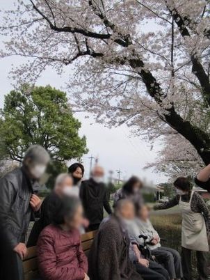 桜の下での団らん