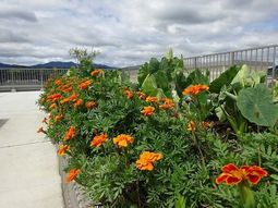 中庭の鮮やかな花壇