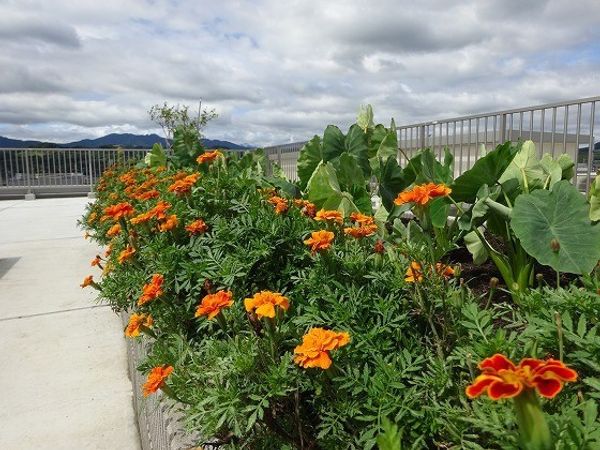 中庭の鮮やかな花壇