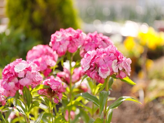 色鮮やかな花々の庭