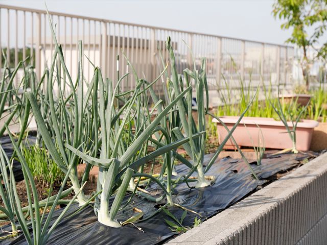 青々と茂る施設の庭 植物 手入れが行き届いた庭で、新鮮な空気と緑を楽しむ時間が提供されています。快適な環境でお仕事ができる場所です。