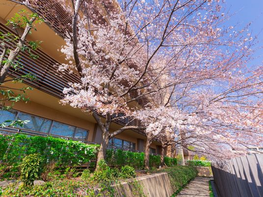 桜と建物の外観
