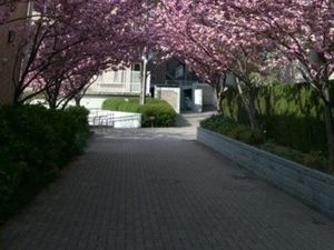 桜並木のアプローチ  