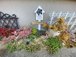 色とりどりの多肉植物の庭