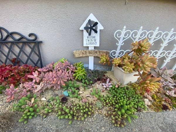 色とりどりの多肉植物の庭