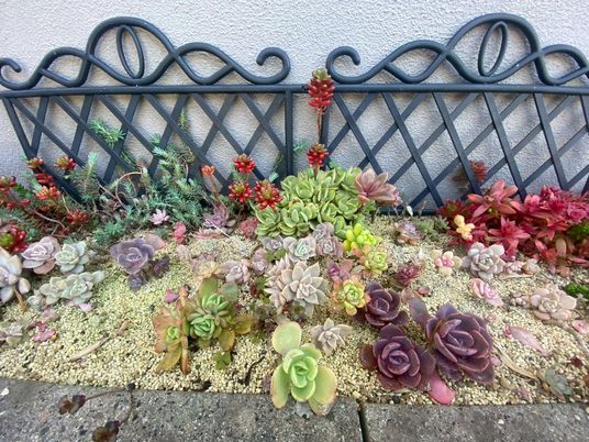 色とりどりの多肉植物