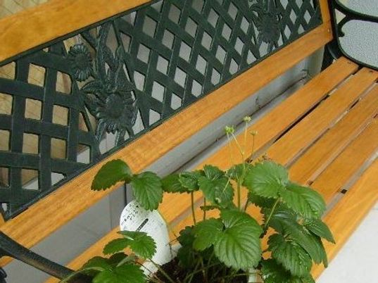 木製ベンチと観葉植物