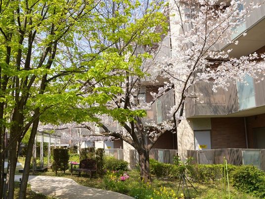 桜咲く中庭  