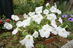 白い花が咲く庭