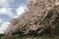 桜が咲く庭