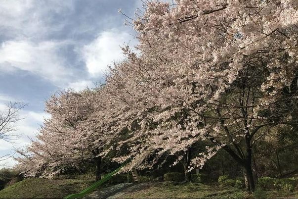桜が咲く庭