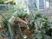 庭で植物の世話をする人