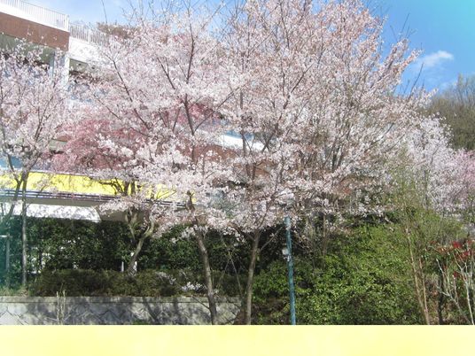 桜が咲く庭  