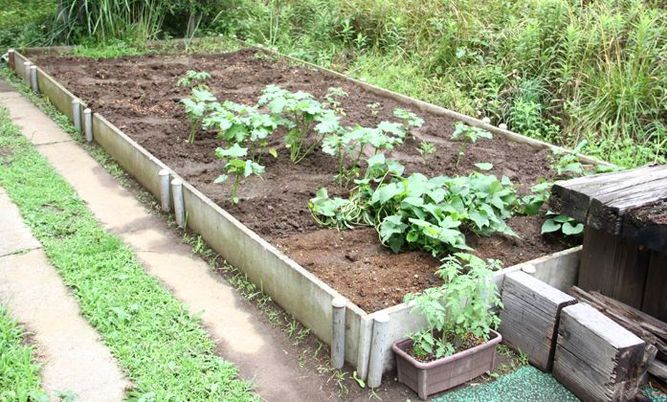 野菜が育つ庭