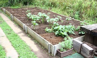 野菜が育つ庭