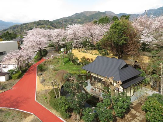 桜並木の庭