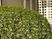 花の咲く植え込みと外壁の一角  