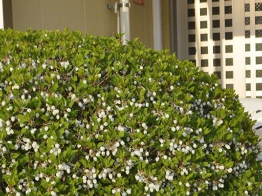 花の咲く植え込みと外壁の一角  