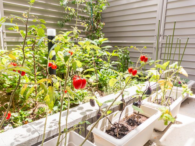 実りある中庭 中庭   日差しが差し込む中庭で、鉢植えの野菜が育っています。緑に囲まれた環境は、仕事の合間の気分転換にもよさそうです。