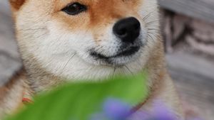 犬の顔のアップ  