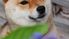 犬の顔のアップ  