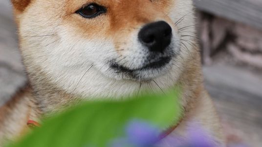 犬の顔のアップ  
