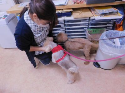 スタッフとペットのふれあい