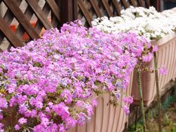 色鮮やかな花が咲く庭