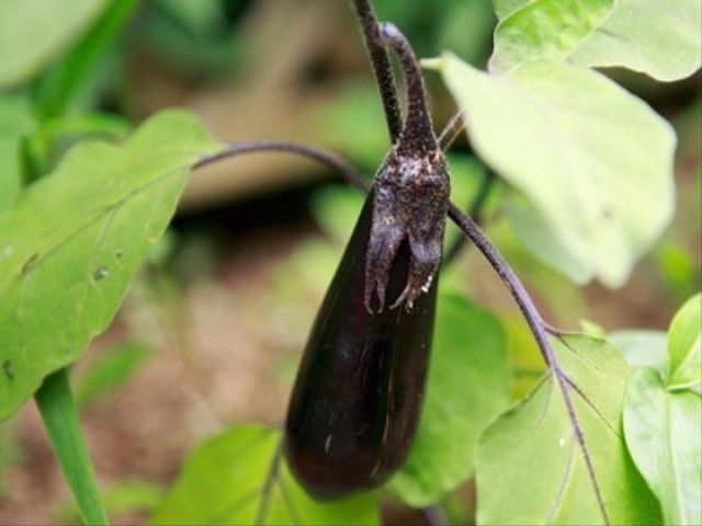 菜園