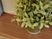 観葉植物のある廊下  