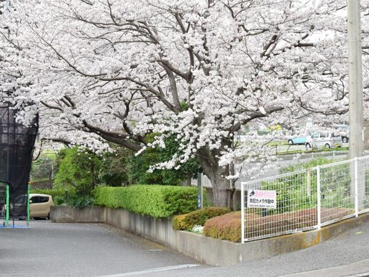 桜が咲く施設の外観  