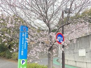 桜並木の外観  