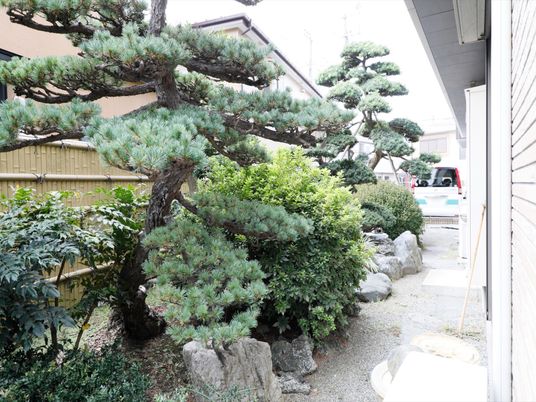 緑豊かな中庭の風景