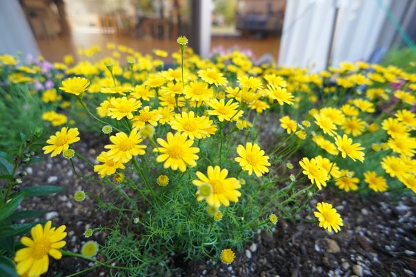 黄色い花と緑の葉