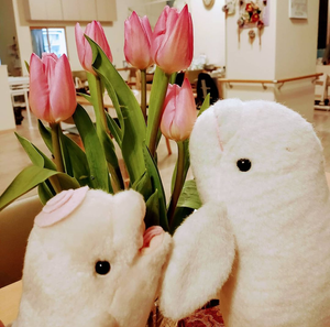 チューリップとぬいぐるみ