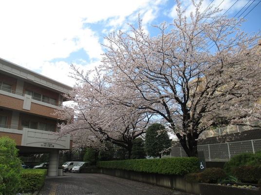 桜が咲く施設外観