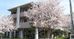 桜に囲まれた建物