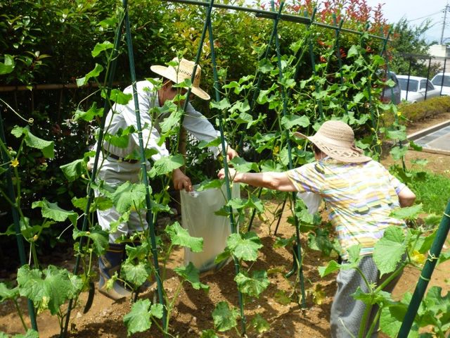 庭での菜園活動 庭 庭での活動風景です。野菜の手入れをしながら、自然を楽しめる環境が整っています。