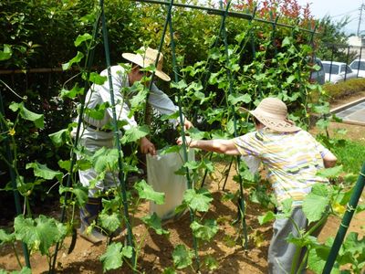 庭での菜園活動