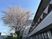 桜と外観の景色