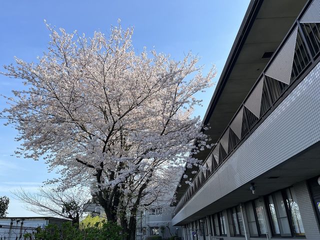 桜と外観の景色 外観 満開の桜が施設の建物横に美しく咲いており、自然に囲まれた環境です。