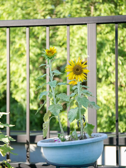 バルコニーのひまわり