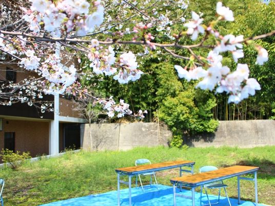 桜咲く中庭  