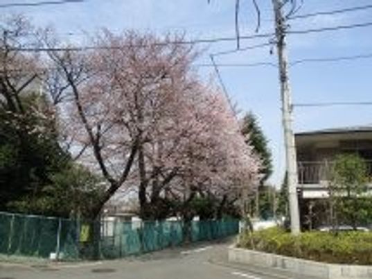 桜並木が見える通り