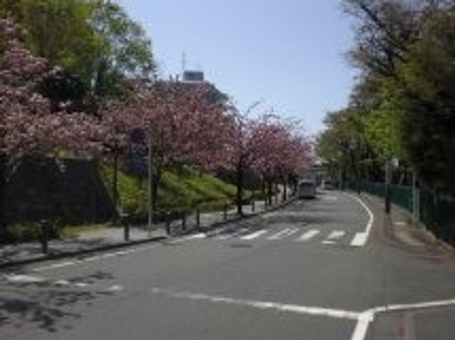周辺の道路 外観 施設の外には、桜並木が広がる落ち着いた通りがあります。リラックスした環境で働けます。