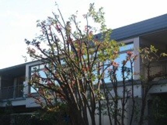 明るい樹木と建物外観