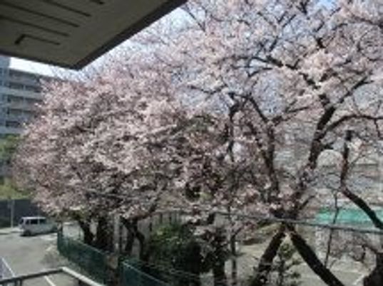 桜が咲く庭